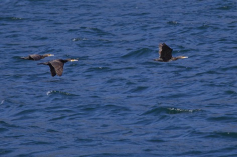 Cormorani